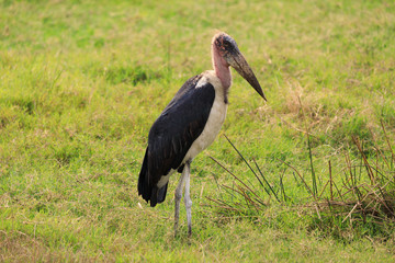 Bwindi Impenetrable National Forest Queen Elizabeth National Park