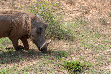 Warthog grazing on grass in wild