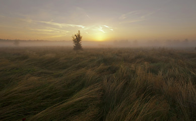 Moody, foggy landscape