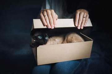 Siamese cat hides in a box. Cat Games. Comfort zone. New flat. Concept of loneliness, homeless,...