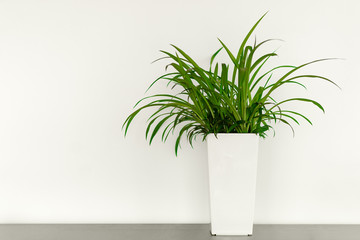 Green plant in a white pot in front of a white wall with a copy space in the office