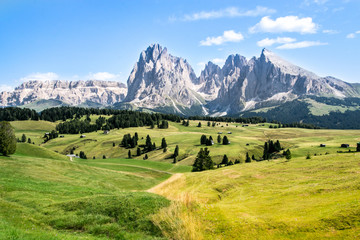 Fototapeta na wymiar Alpe di Siusi in estate, alpeggio con i due colori verde e giallo, uno dell'erba fresca e l'altro del fieno di montagna.