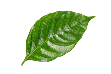 Fototapeta na wymiar Green leaf isolated on white background.Tropical leaves