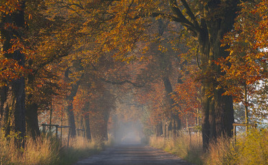 Autumn alley