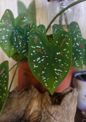 Many color dot plant