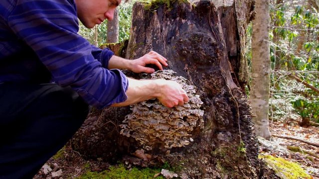 Young Man forages Turkey Tail ( Trametes versicolor ) Mushrooms in the forest. Wild harvesting Medicinal mushrooms used to boost immune function.