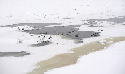 Ducks on winter river.