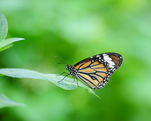 Fototapeta na wymiar Yellow butterfly on green leaves.