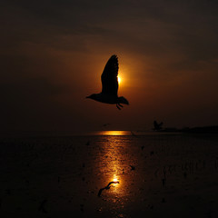 Sunset A seagull flying over.in nature, in Thailand