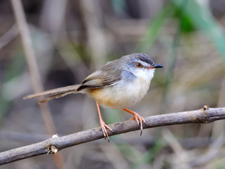 Plain Prinia Prinia inornata on a branch, in nature, in Thailand