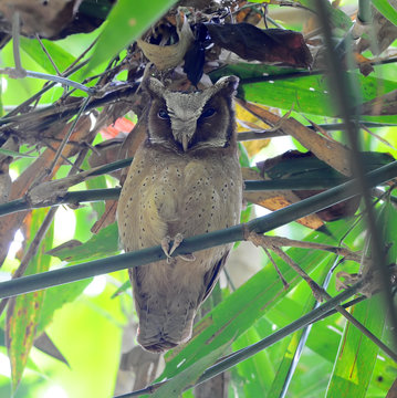 Bird White-fronted Scops Owl (Otus sagittatus)