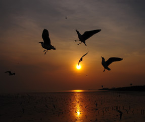 Fototapeta na wymiar Brown-headed Gull (Larus brunnicephalus) Sunrise background, Thailand