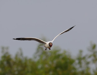 Brown headed Gull on breeding.(Larus brunnicecephalus) Bangpu Samuthprakharn,Thai land