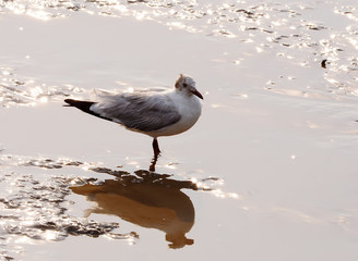 Brown-headed Gull (Larus brunnicephalus), Thailand