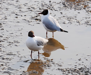 Brown-headed Gull (Larus brunnicephalus), Thailand
