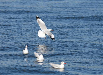 Brown headed Gull on breeding.(Larus brunnicecephalus) Bangpu Samuthprakharn,Thai land