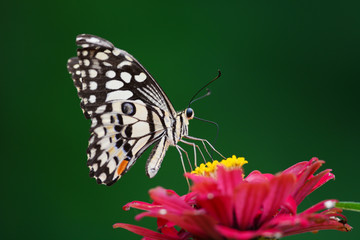 Beautiful Butterfly on pink flower
