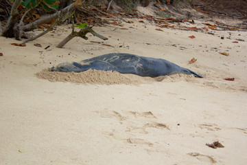 Monk seal sleeping