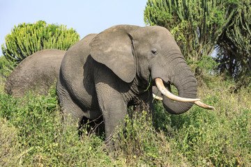 Bwindi Impenetrable National Forest Queen Elizabeth National Park