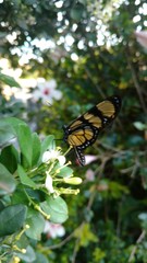 Borboleta