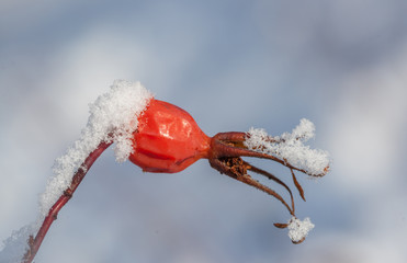 Rosehip - Enduring the Winter