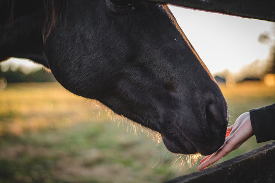 Gentle Horse Eating Peppermint 