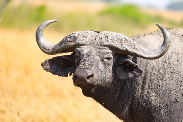 Bwindi Impenetrable National Forest Queen Elizabeth National Park