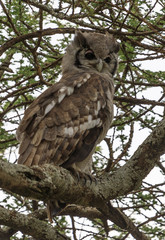 Ndutu Serenegti and Ngorongoro Safari 2019