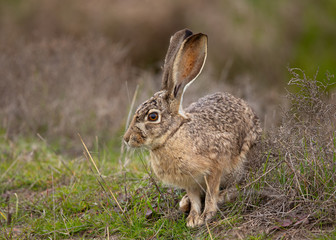 Very close view of a black-tailed jackrabbit, seen in the wild near a north California marsh 