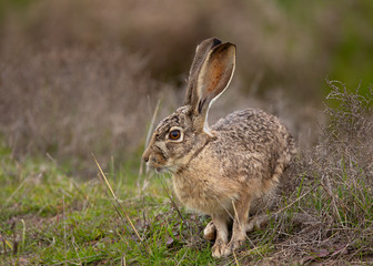 Very close view of a black-tailed jackrabbit, seen in the wild near a north California marsh 