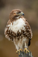 Very close view of a red-tailed hawk perched, seen in the wild in North California