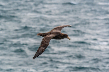 A southern giant petrel along the waters of South Atlantic Ocean
