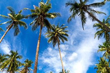Coconut idyllic with blue sky at Beach Ban Krut