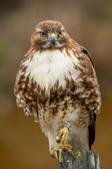 Very close view of a red-tailed hawk perched, seen in the wild in North California