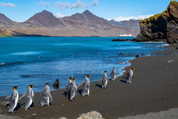 Naklejka premium King penguins and a cruise ship on South Georgia Island