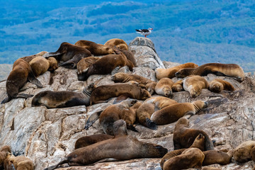 A solitary bird among others