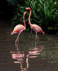 Fototapeta na wymiar Flamingoes