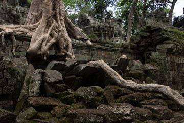 Fototapeta na wymiar A Tree in the Temple