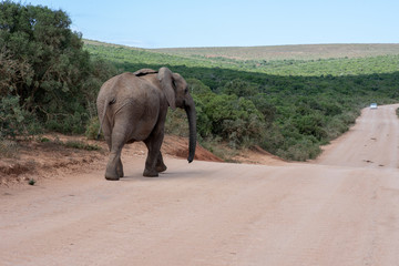 Fototapeta na wymiar Elephant strolling on gravel road in park