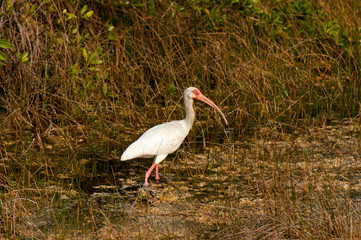 Fototapeta premium White ibis in the everglades