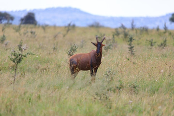 Ndutu Serenegti and Ngorongoro Safari 2019