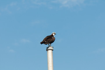 Osprey in the Everglades