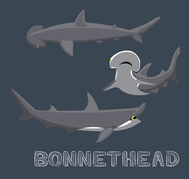 Bonnethead Shark Cartoon Vector Illustration