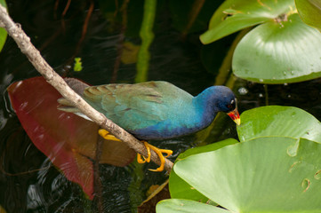 Purple gallinule bird in the Everglades