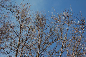 branches of a magnolia tree against blue sky