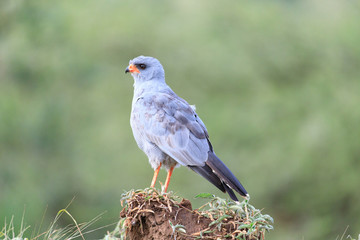 Ndutu Serenegti and Ngorongoro Safari 2019