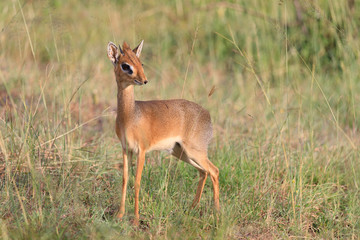 Ndutu Serenegti and Ngorongoro Safari 2019