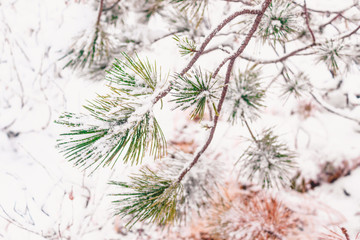 Branch of pine under snow. Winter forest