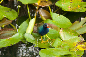 Purple gallinule bird in the Everglades
