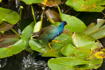 Purple gallinule bird in the Everglades